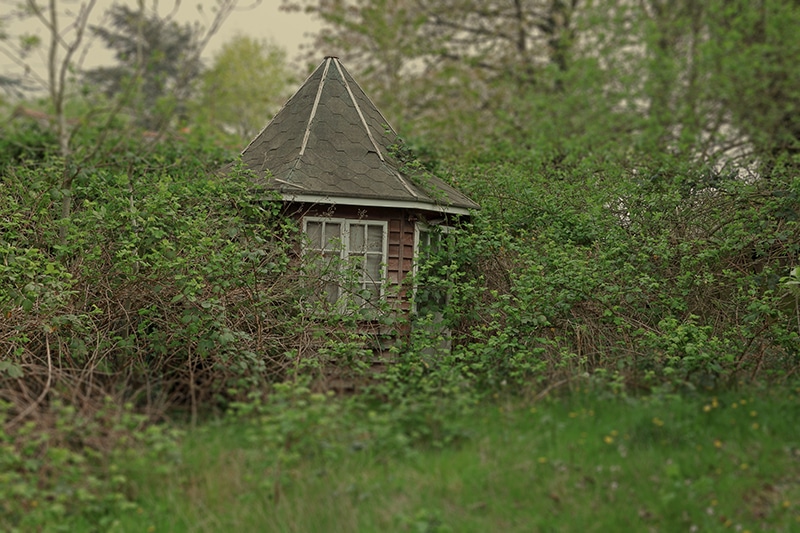 Overgrown garden