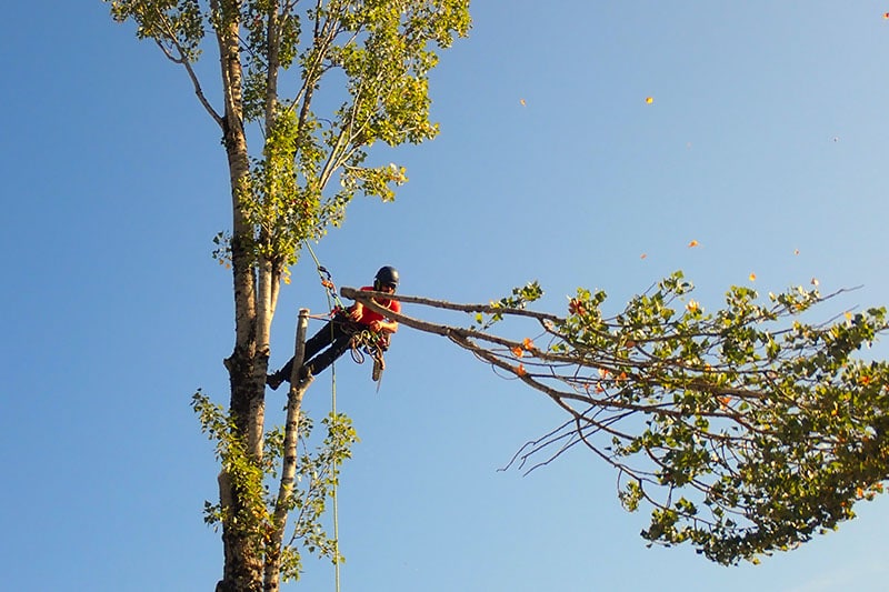 DISASSEMBLY OF AN ITALIAN POPLAR, 24170 SIORAC