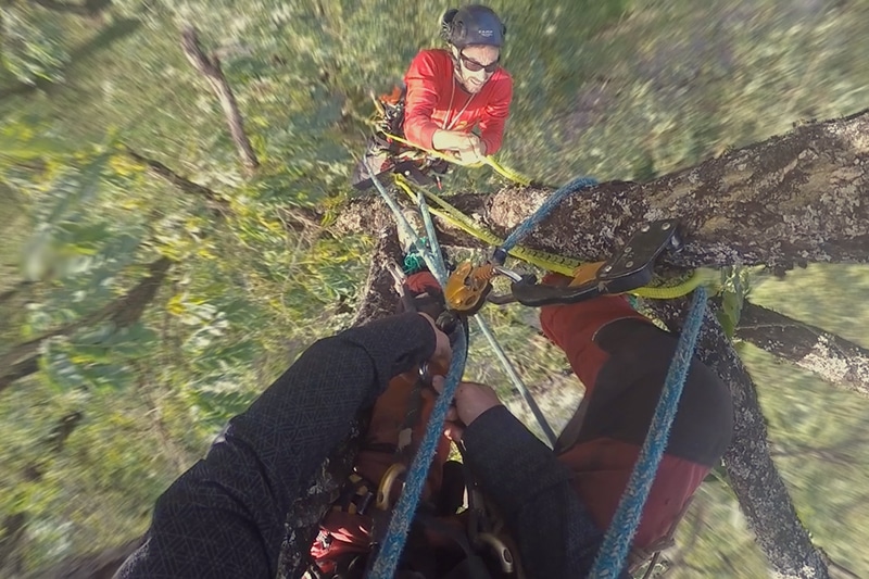 GRIMPER DANS UN ACACIA GÉANT, 24200 MARCILLAC