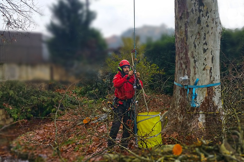 tree surgeon getting ready to climb a tree